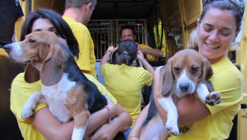 Beagle di Green Hill, più di duemila adozioni, ma ne restano ancora