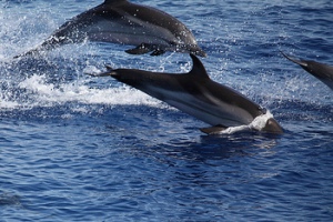 Mar Mediterraneo, foca monaca, capodoglio e delfino a rischio
