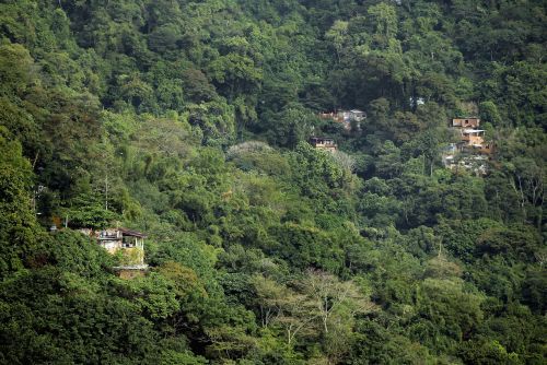 Deforestazione, l'Amazzonia ridotta di un altro 23% nell'ultimo anno