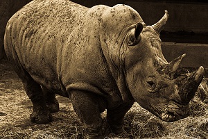 Bracconaggio, la caccia al rinoceronte tocca livelli da record