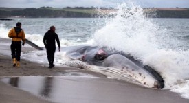 balena spiaggia compagne muoiono