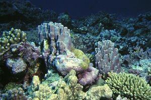Barriere coralline, il 70% a grave rischio entro il 2030