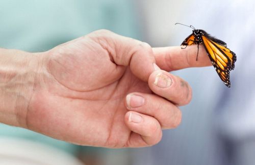 farfalle rischio estinzione studio