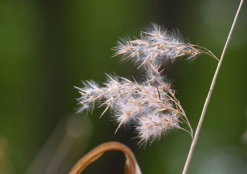 riscaldamento globale febbre da fieno