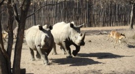 rinoceronte di giava no estinto