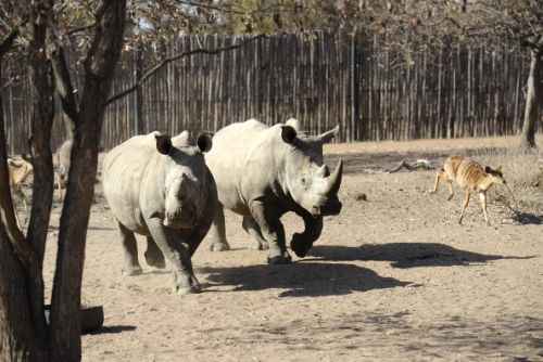 Il rinoceronte di Giava non si è (ancora) estinto
