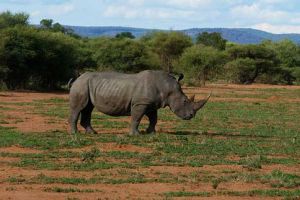 Altre due specie di rinoceronti a gravissimo rischio estinzione