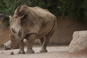 Oggi è la Giornata del Rinoceronte, si chiede al Vietnam maggior tutela