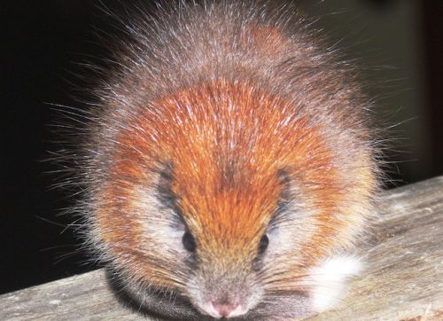 estinzioni specie inutili da salvare