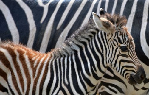 animali estinzione prima parte