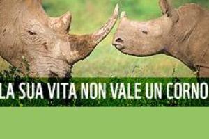 Wwf, stop bracconaggio rinoceronti e animali protetti