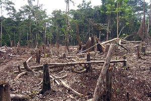 foreste tropicali deforestazione