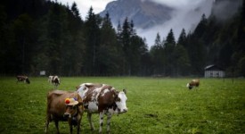 mucca ogm anti-allergia nuova zelanda