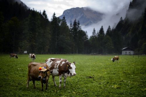 mucca ogm anti-allergia nuova zelanda