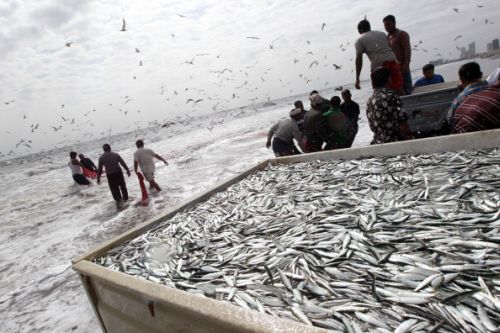 La FAO denuncia la Cina: "non dichiara tutto il pesce pescato"