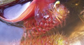 piante carnivore intervista