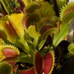 piante carnivore intervista AIPC