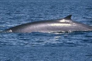Ambiente, nel Tirreno balene in aumento del 300%