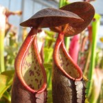 piante carnivore intervista pandeli