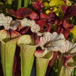 piante carnivore intervista pandeli