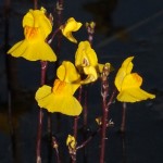 piante carnivore intervista pandeli