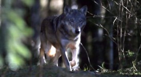 norvegia caccia lupi