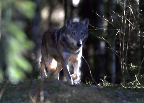 La Norvegia autorizza lo sterminio dei lupi