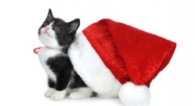 gatti simpatici gallery