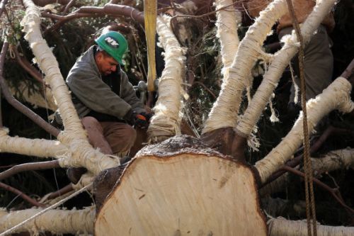 Allarme ambientale: gli alberi più antichi del mondo stanno morendo