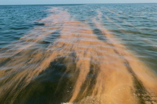 marea nera disperdenti petrolio