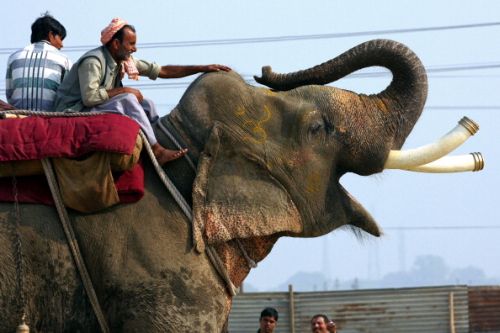 Elefanti, ora rischiano l'estinzione
