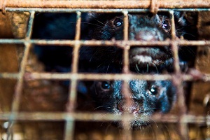Animali da pelliccia, anche l'Olanda ne mette al bando l'allevamento