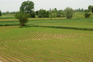 wwf piano pesticidi agricoltura sostenibile