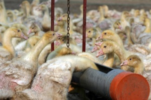 FAO lancia allarme aviaria e PPR se non si investe nella prevenzione