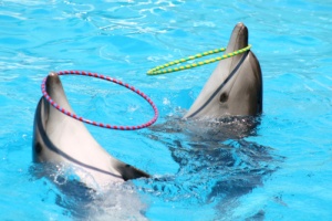 delfini gardaland pensione