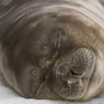 foca simpatica galllery