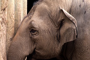 Bracconieri armati di kalashnikov compiono una strage di elefanti in Kenya
