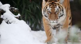 tigri aree protette funzionano