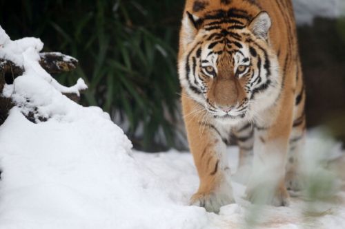 Tigri, le aree protette funzionano