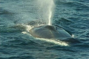 Ambiente, aumentano gli avvistamenti di balenottera nel Mediterraneo