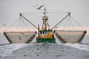 pesca cambiamenti climatici biodiversità pesci