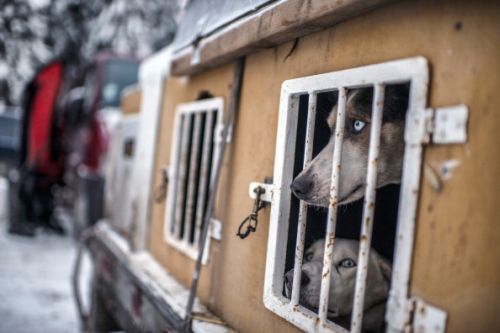 canile parrelli titolare sopprimere cani