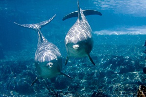 I delfini si chiamano per nome, sostiene un nuovo studio