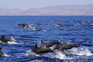 Ecologia, morte sospetta per delfino di Civitavecchia
