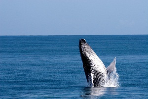 Inizia la stagione delle balene nella Repubblica Dominicana
