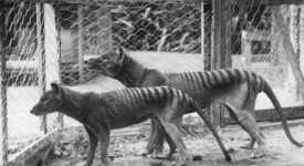 tigre della tasmania estinta uomo