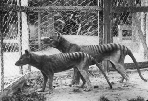 Tigre della Tasmania, estinta a causa dell'uomo