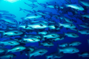 Ambiente marino e informazioni sui pesci con la nuova Applifish gratis per iPhone 