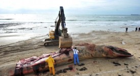 balena morta spiagge toscane inquinamento