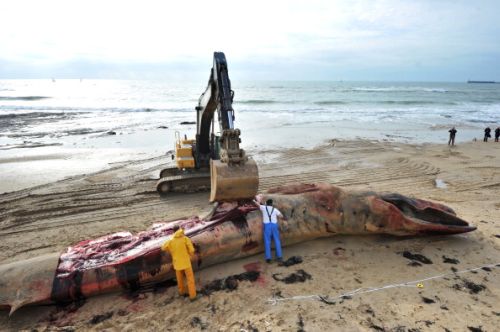 balena morta spiagge toscane inquinamento